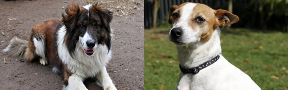 Tenterfield Terrier vs Aidi - Breed Comparison