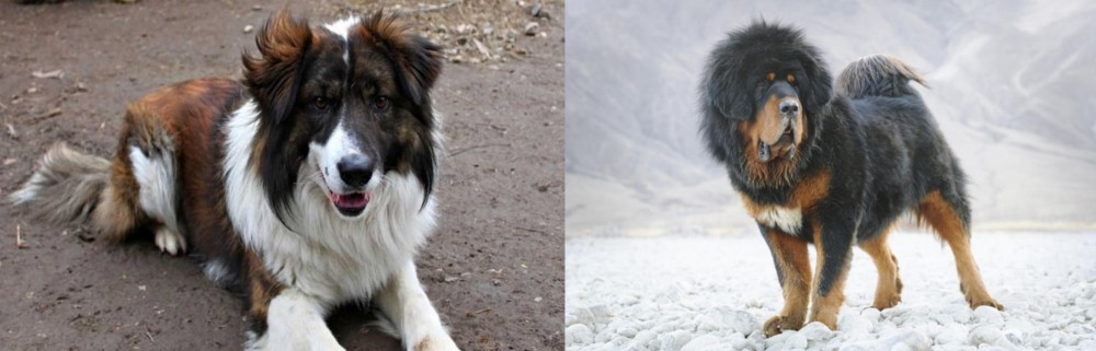 Tibetan Mastiff vs Aidi - Breed Comparison
