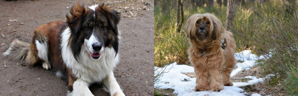 Tibetan Terrier vs Aidi - Breed Comparison