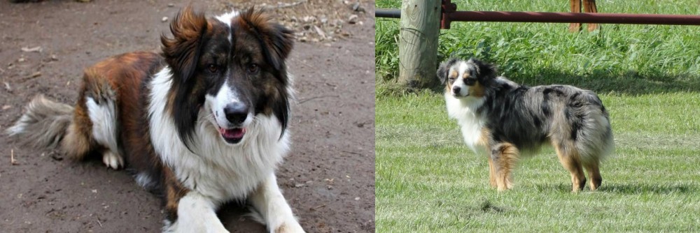 Toy Australian Shepherd vs Aidi - Breed Comparison