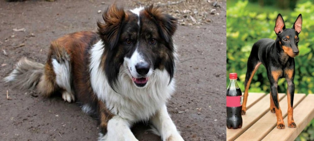Toy Manchester Terrier vs Aidi - Breed Comparison