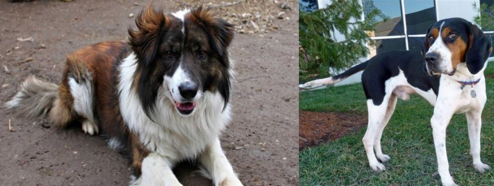 Treeing Walker Coonhound vs Aidi - Breed Comparison