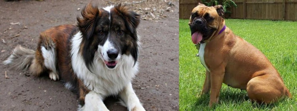 Valley Bulldog vs Aidi - Breed Comparison