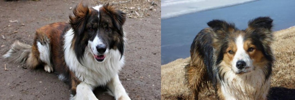 Welsh Sheepdog vs Aidi - Breed Comparison