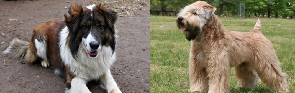 Wheaten Terrier vs Aidi - Breed Comparison