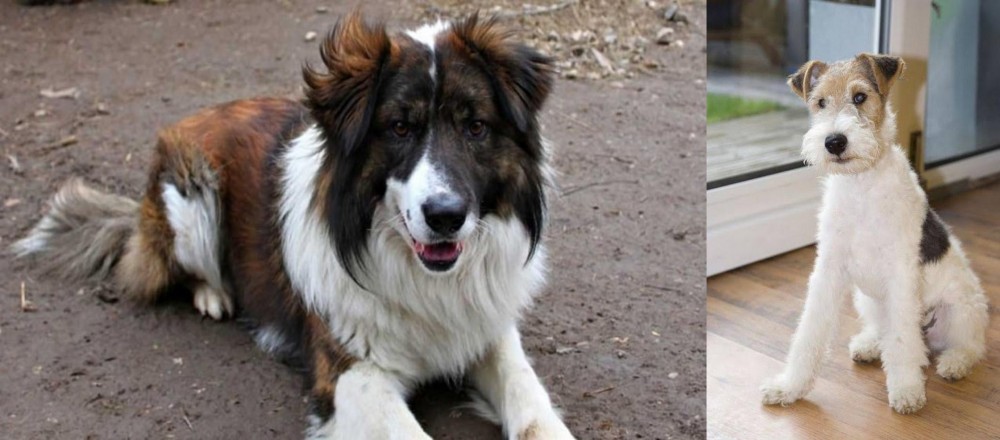 Wire Fox Terrier vs Aidi - Breed Comparison
