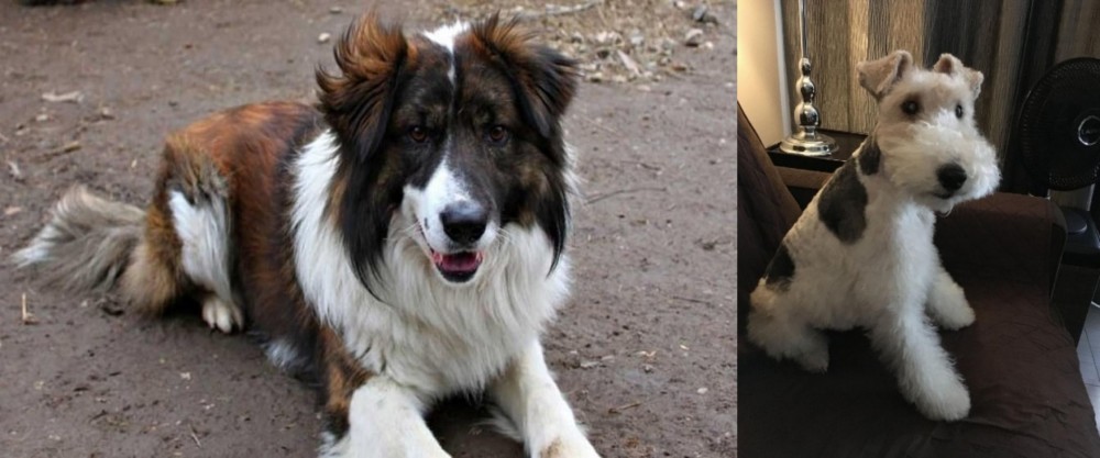 Wire Haired Fox Terrier vs Aidi - Breed Comparison