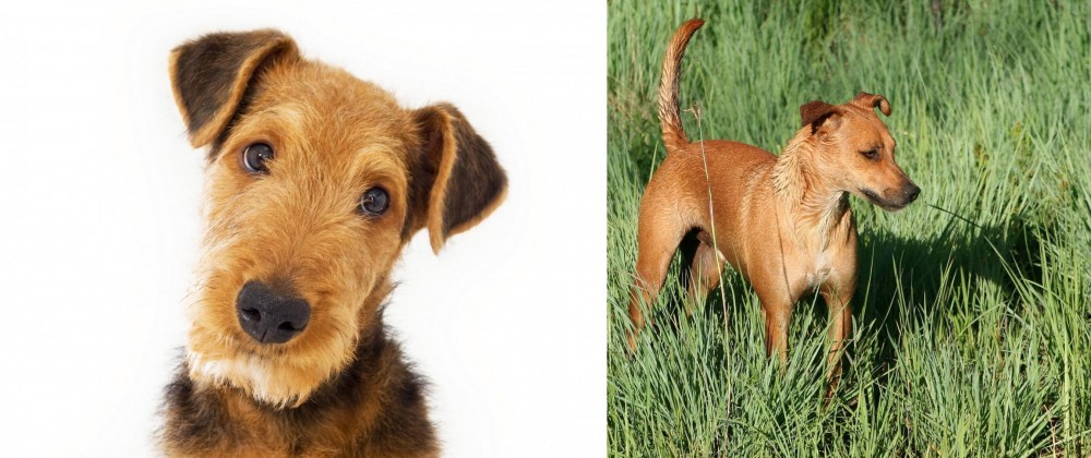 Africanis vs Airedale Terrier - Breed Comparison
