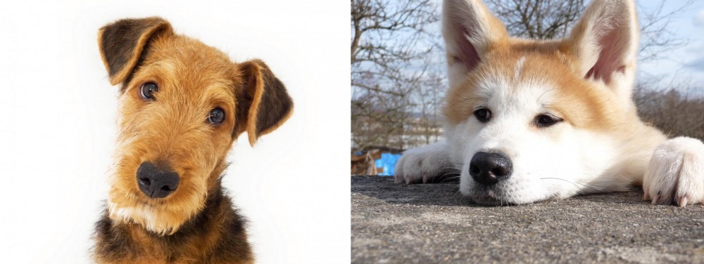 Akita vs Airedale Terrier - Breed Comparison