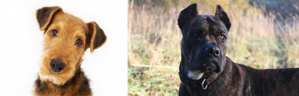 Alano Espanol vs Airedale Terrier - Breed Comparison