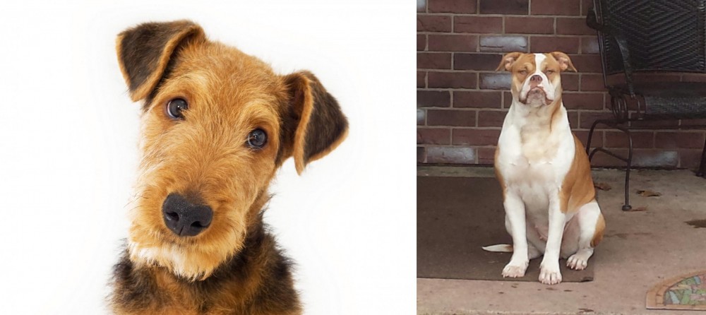 Alapaha Blue Blood Bulldog vs Airedale Terrier - Breed Comparison