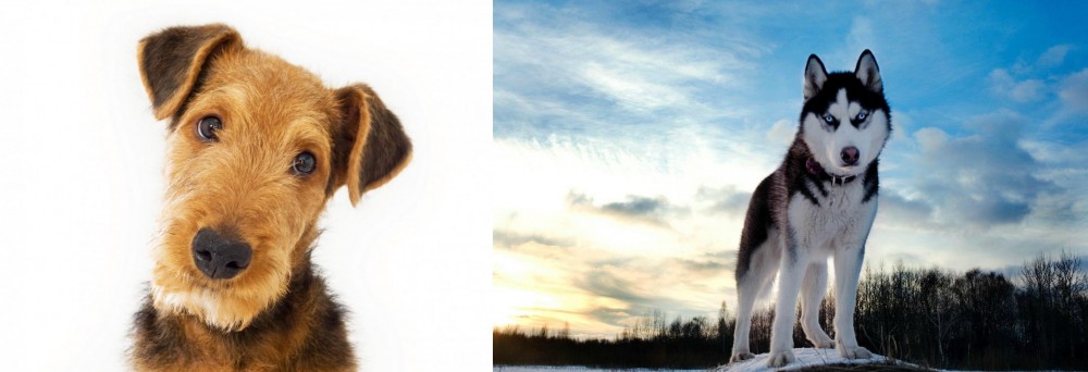 Alaskan Husky vs Airedale Terrier - Breed Comparison