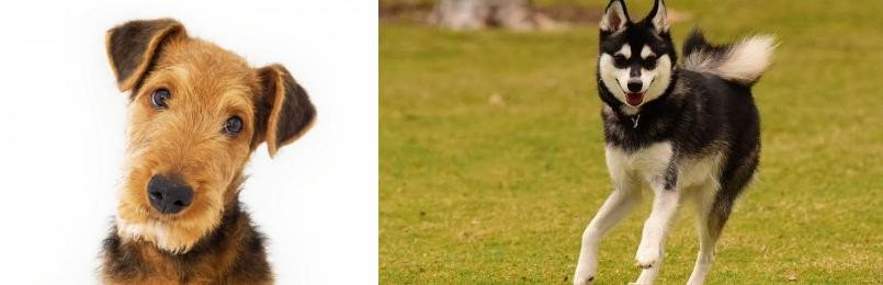 Alaskan Klee Kai vs Airedale Terrier - Breed Comparison