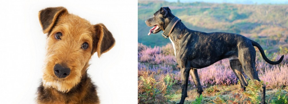 Alaunt vs Airedale Terrier - Breed Comparison