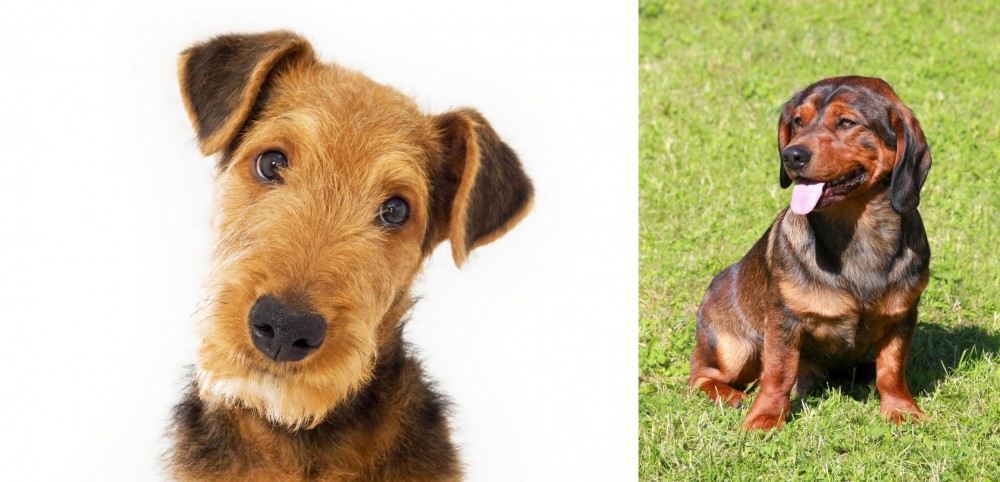 Alpine Dachsbracke vs Airedale Terrier - Breed Comparison