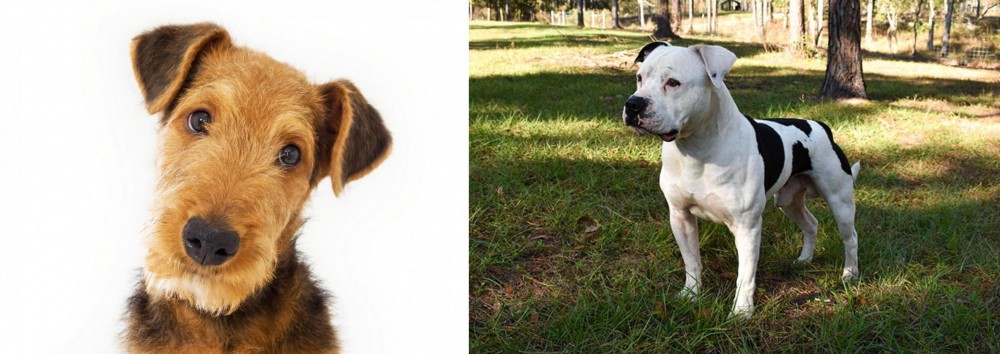 American Bulldog vs Airedale Terrier - Breed Comparison