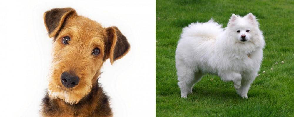American Eskimo Dog vs Airedale Terrier - Breed Comparison