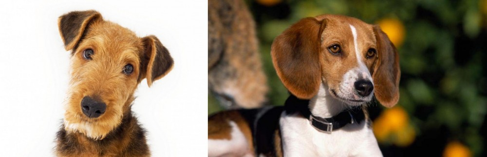 American Foxhound vs Airedale Terrier - Breed Comparison