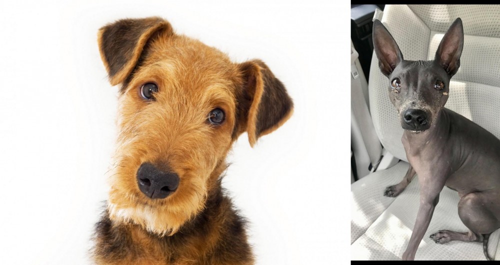 American Hairless Terrier vs Airedale Terrier - Breed Comparison