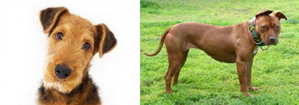 American Pit Bull Terrier vs Airedale Terrier - Breed Comparison