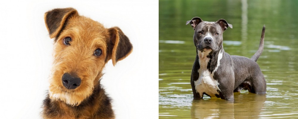 American Staffordshire Terrier vs Airedale Terrier - Breed Comparison