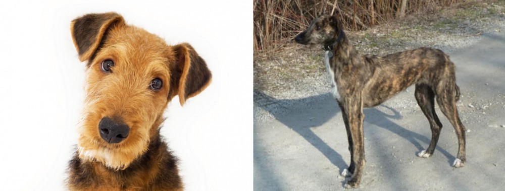 American Staghound vs Airedale Terrier - Breed Comparison
