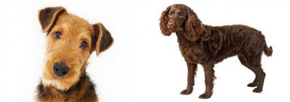 American Water Spaniel vs Airedale Terrier - Breed Comparison