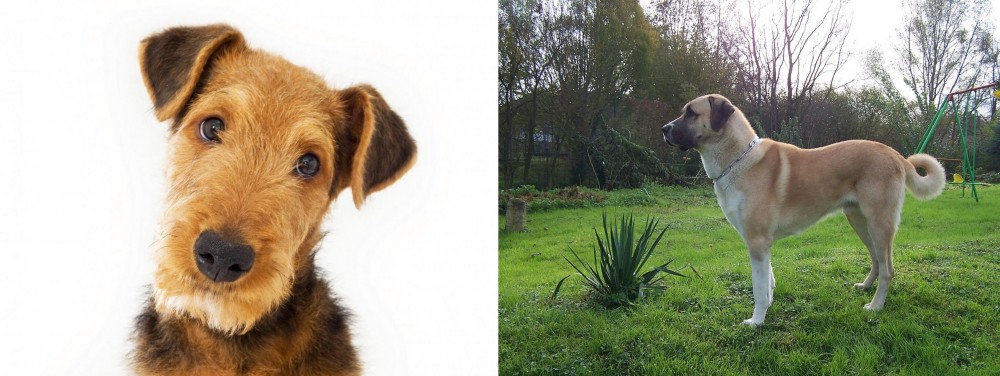 Anatolian Shepherd vs Airedale Terrier - Breed Comparison