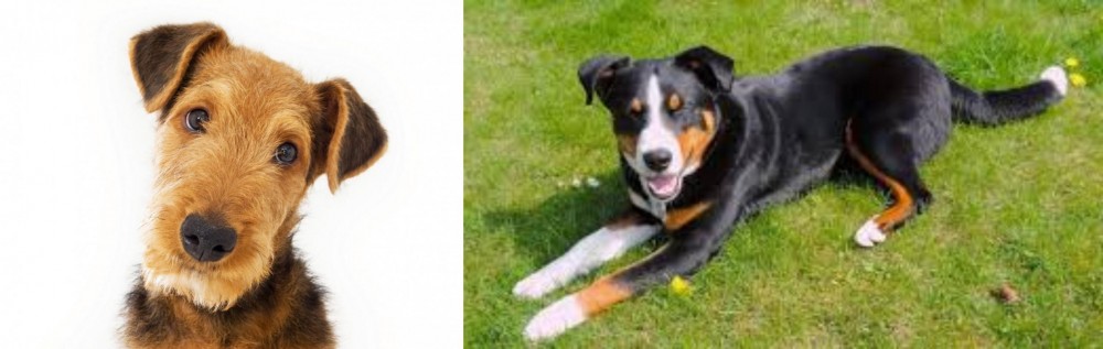 Appenzell Mountain Dog vs Airedale Terrier - Breed Comparison