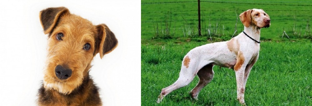 Ariege Pointer vs Airedale Terrier - Breed Comparison