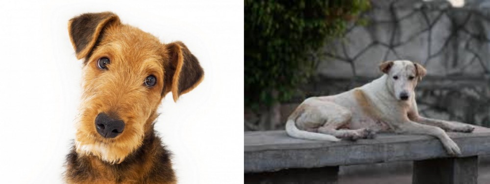 Askal vs Airedale Terrier - Breed Comparison