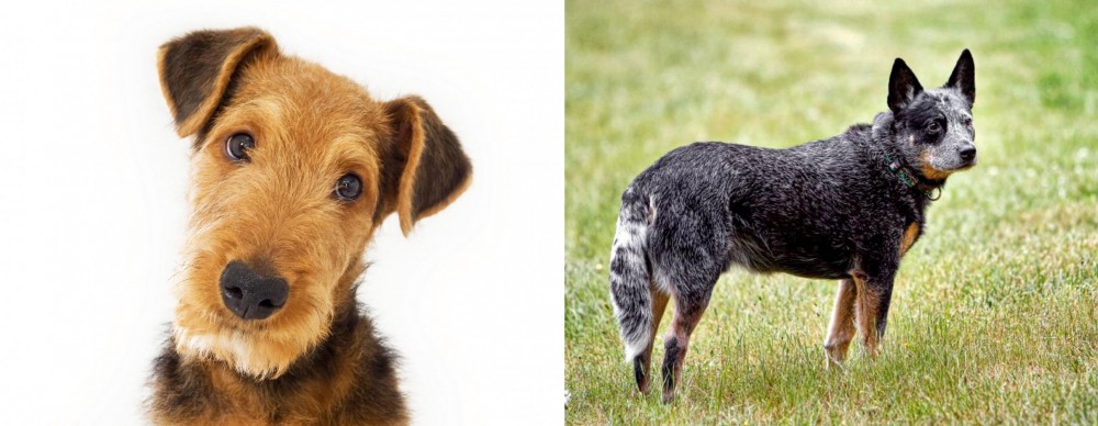 Austrailian Blue Heeler vs Airedale Terrier - Breed Comparison