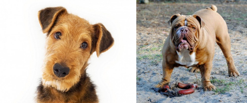 Australian Bulldog vs Airedale Terrier - Breed Comparison