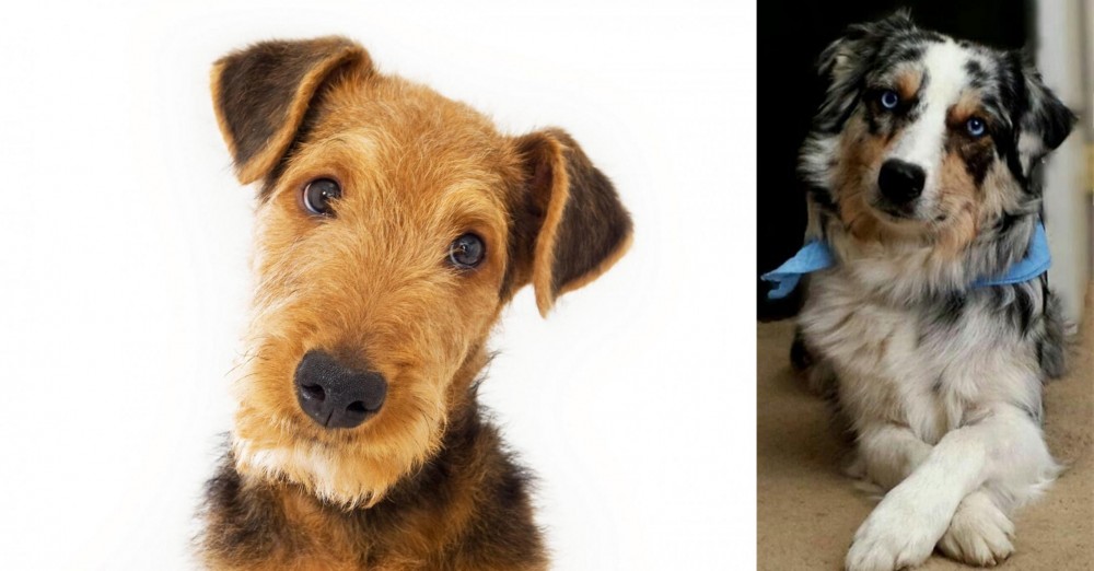 Australian Collie vs Airedale Terrier - Breed Comparison