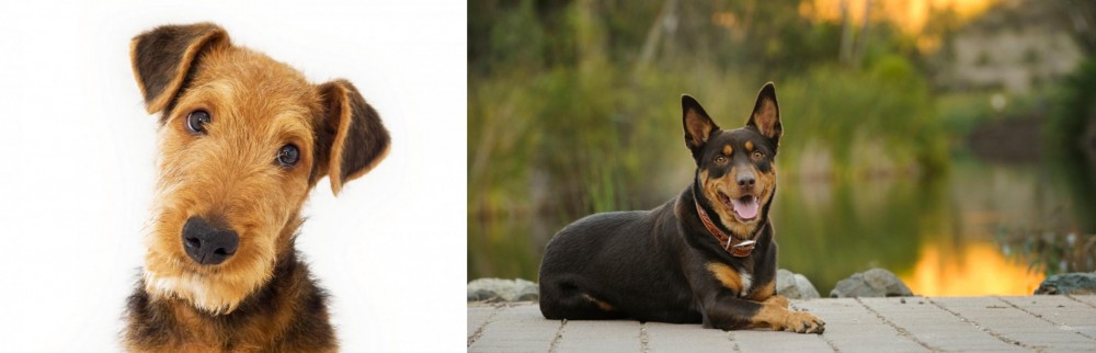 Australian Kelpie vs Airedale Terrier - Breed Comparison