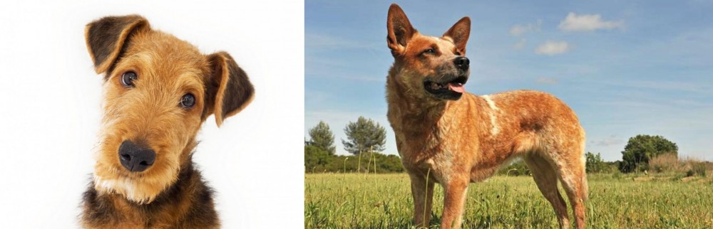 Australian Red Heeler vs Airedale Terrier - Breed Comparison