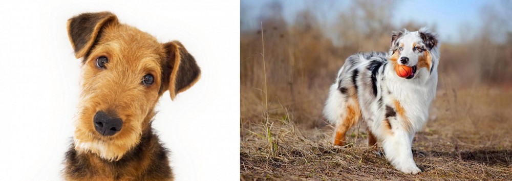 Australian Shepherd vs Airedale Terrier - Breed Comparison