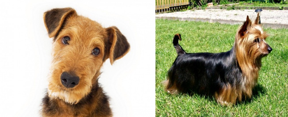 Australian Silky Terrier vs Airedale Terrier - Breed Comparison