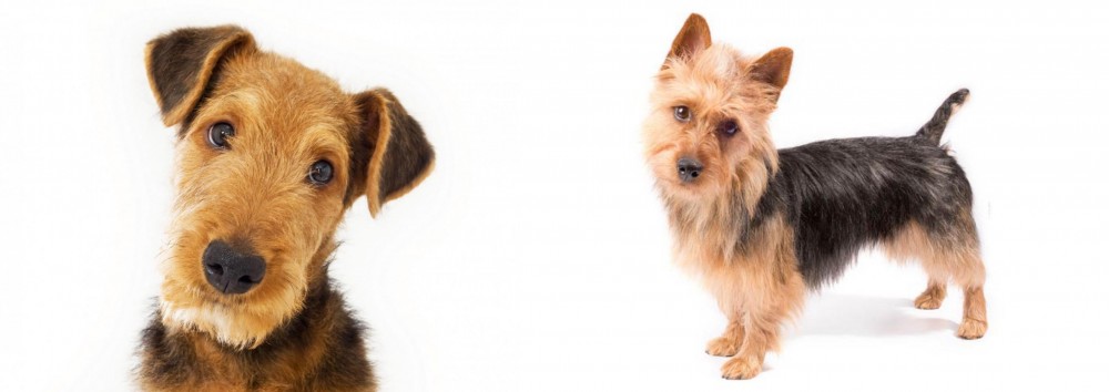 Australian Terrier vs Airedale Terrier - Breed Comparison