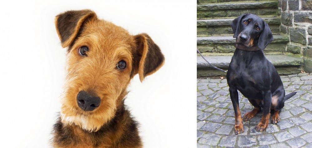 Austrian Black and Tan Hound vs Airedale Terrier - Breed Comparison