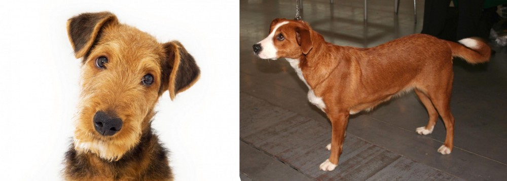 Austrian Pinscher vs Airedale Terrier - Breed Comparison
