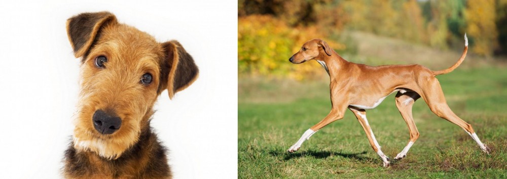 Azawakh vs Airedale Terrier - Breed Comparison