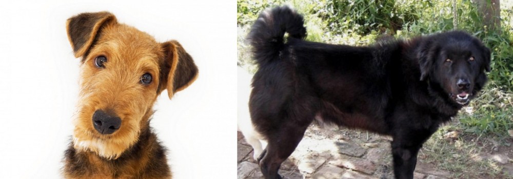 Bakharwal Dog vs Airedale Terrier - Breed Comparison
