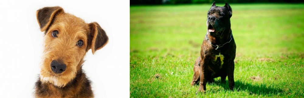 Bandog vs Airedale Terrier - Breed Comparison