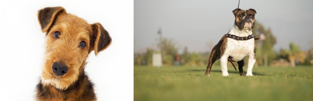 Bantam Bulldog vs Airedale Terrier - Breed Comparison