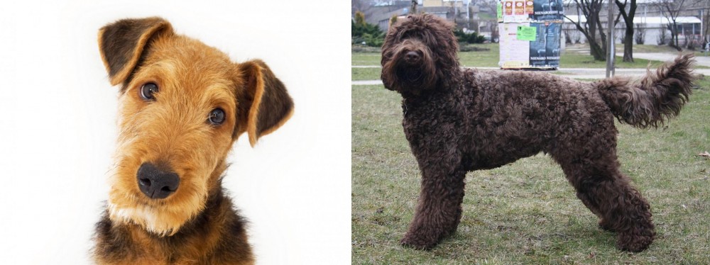 Barbet vs Airedale Terrier - Breed Comparison