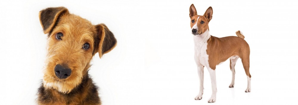 Basenji vs Airedale Terrier - Breed Comparison