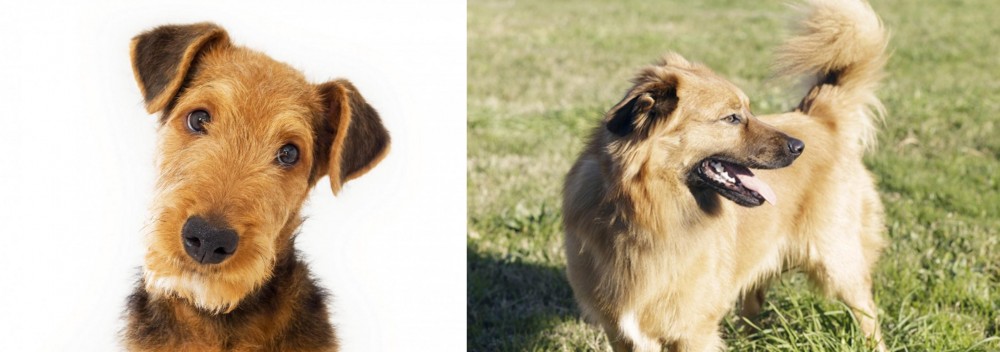 Basque Shepherd vs Airedale Terrier - Breed Comparison