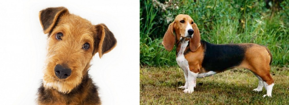 Basset Artesien Normand vs Airedale Terrier - Breed Comparison