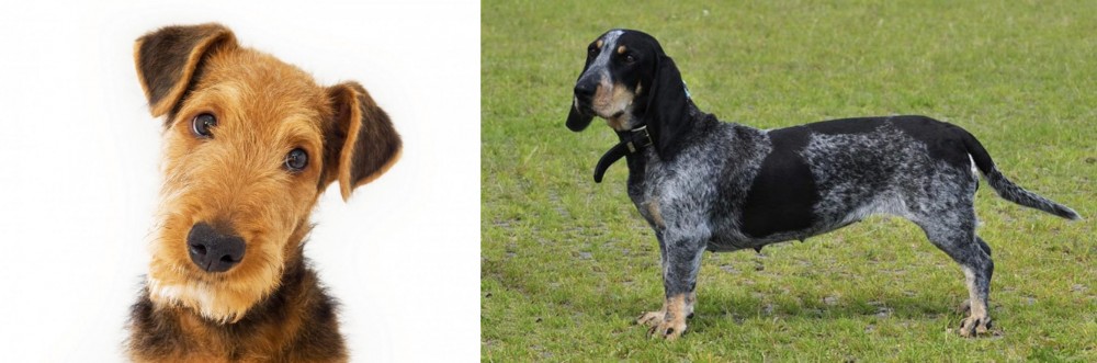 Basset Bleu de Gascogne vs Airedale Terrier - Breed Comparison
